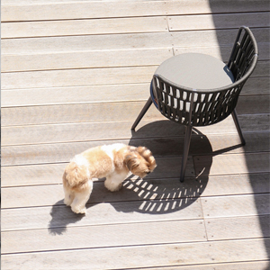 DAISY RAE Dining Chair